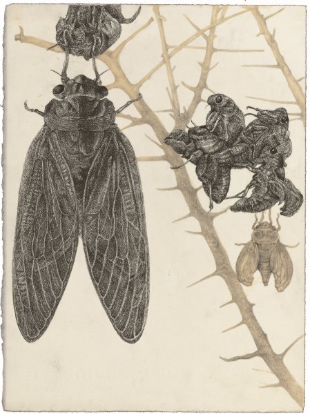 肖勇《昆虫记》之"蝉的羽化" 纸本 针筒笔 铅笔 茶水