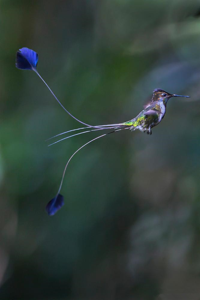 叉扇尾蜂鸟